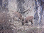 Bezoryan-ayc_7.09.09