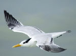bird-16.09.09