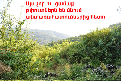 forest2_5.08.10