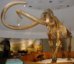 mammoth_19.01.11